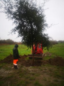 Plantation du chêne liège au parc des Roselières