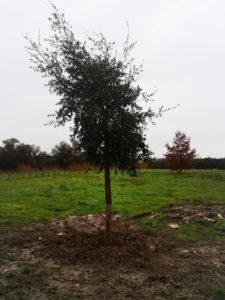 Plantation du chêne liège au parc des Roselières