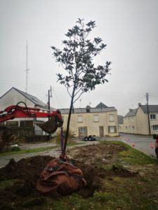 Transplantation du chêne liège