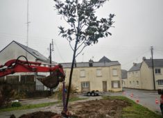 Transplantation du chêne liège