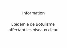 Epidémie de Botulisme affectant les oiseaux d’eau